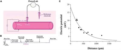 Platelet Deposition Onto Vascular Wall Regulated by Electrical Signal